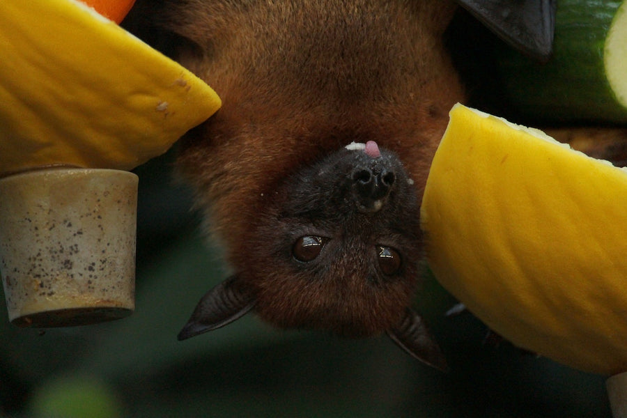 Can I use a bug bomb to get rid of bats in my attic?